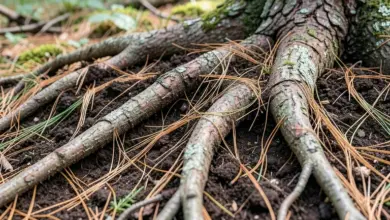 Jak vypadá a funguje kořenový systém borovice - ilustrační foto