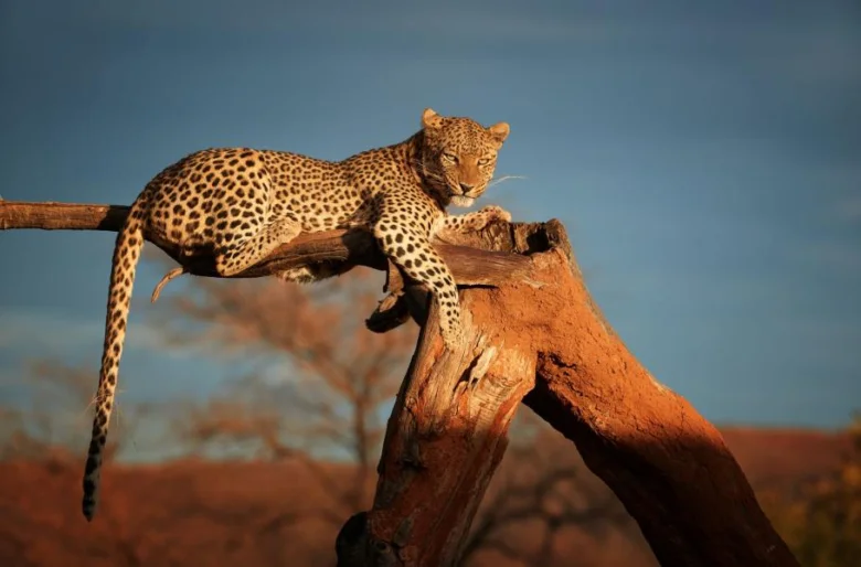 Leopard sedí na větvě stromu v přírodě.