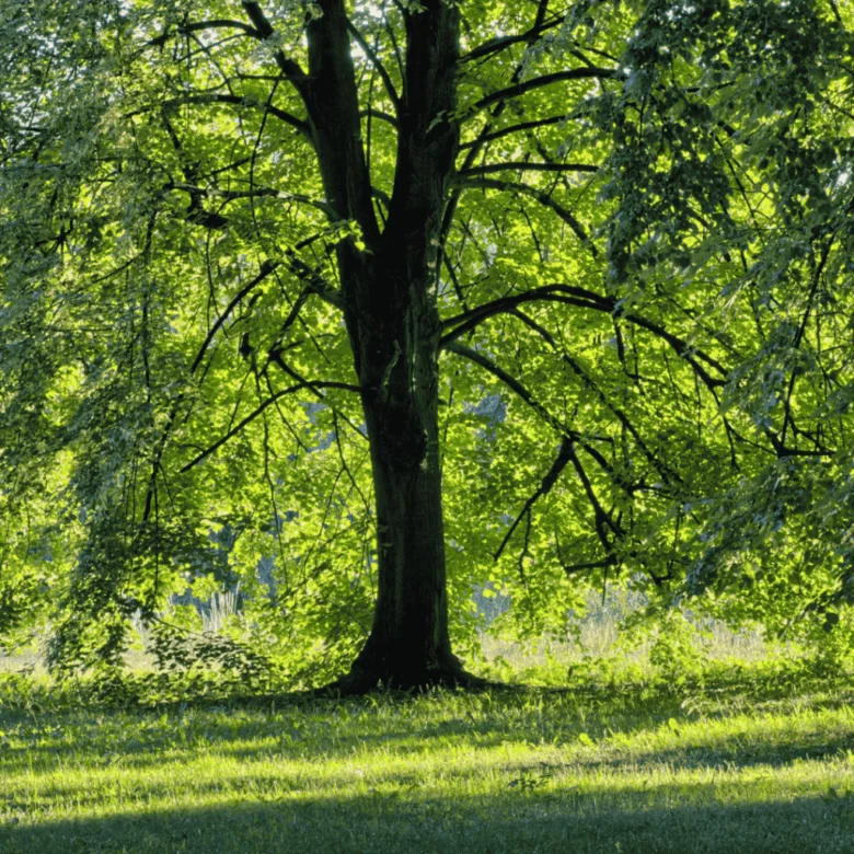 Velký strom s listím na sluneční louce bez pokácení.