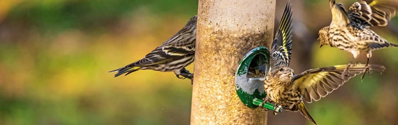 Birds at wooden feeder