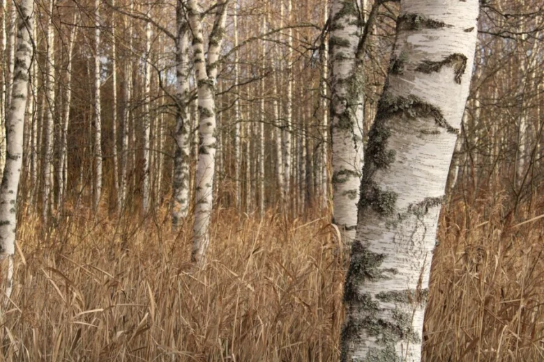 Březové stromy v lese s suchou trávou podél cesty.
