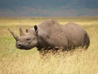 Nosorožec stojí na africké savaně v žluté trávě.
