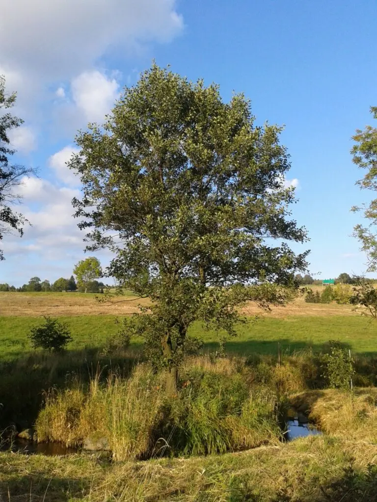Jedna olše černá roste v trávě u potoka na louce.