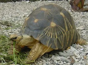 Želva krabovitá se pase na trávě mezi štěrkem.