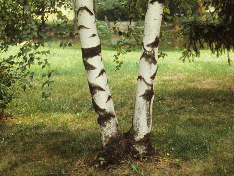 Dva břízy s bílou kůrou rostou vedle sebe na trávníku.