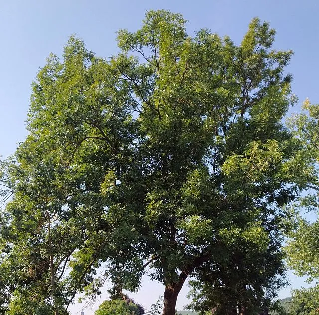 Velký listnatý strom s hustou korunou zelených lístů pod modrou oblohou.