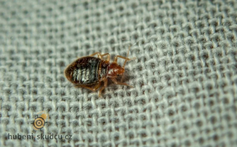 Bed bug on fabric