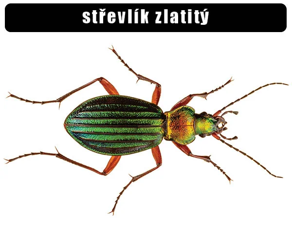 Zlatavě zelený střevlík s lesklým tělem na bílém pozadí.