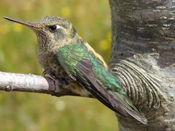 Hummingbird on branch