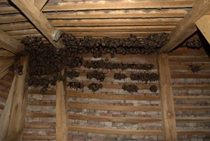 Netopýři přezimují v podkroví na dřevěných trámech.
