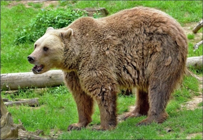 Hnědý medvěd stojí na trávníku v přírodě.