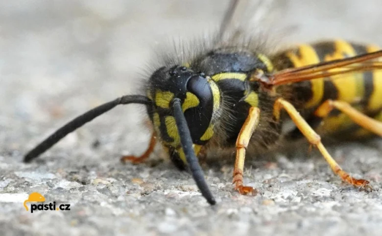 Blízko detailní fotografie žlutobílé včely sedící na zemi.