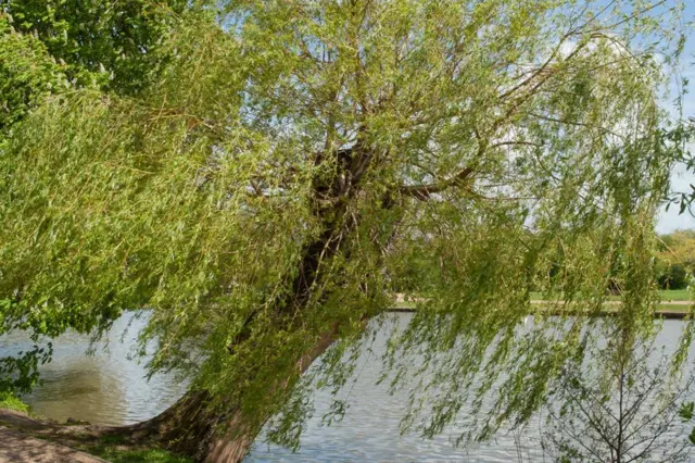 Vrba rostoucí u vody na zahradě nebo v zeleninové zahrádce.