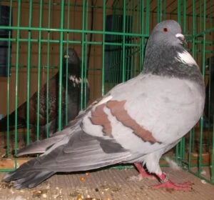 Šedý holub v kleci s jiným ptákem na pozadí.