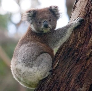 Koala přisedlá na kmeni stromu v přírodě.