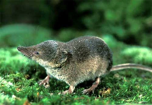 Shrew on mossy ground