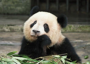 Velká pandí sedící s bambusem v tlamě.