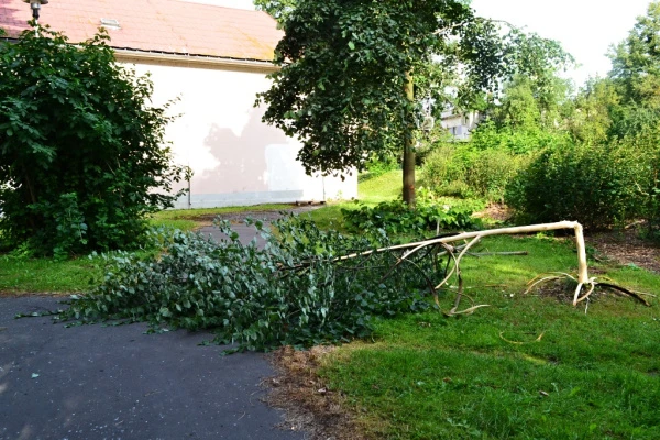 Zlomený strom leží na trávníku vedle cesty.