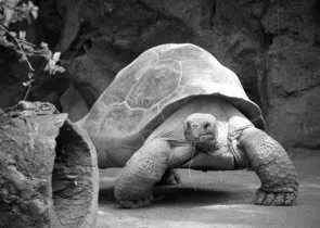 Galápagos želva chodící po skále v černobílém snímku.