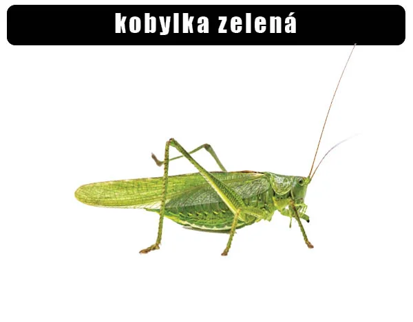 Zelená kobylka na bílém pozadí bez potravy.