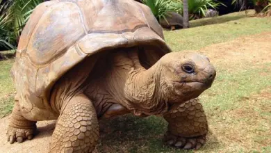 Velká galápagos želva chodící po trávě v tropickém prostředí.