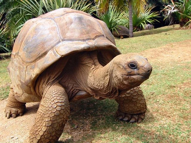 Velká galápagos želva chodící po trávě v tropickém prostředí.