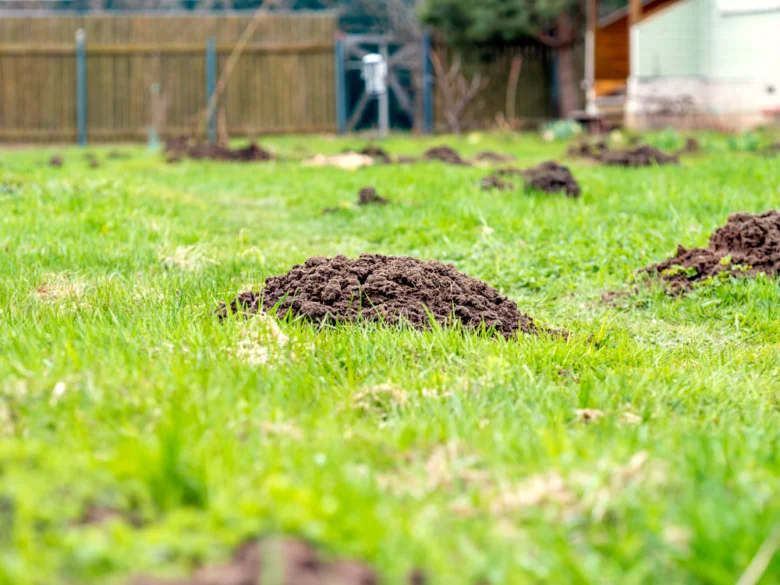 Krtí hromady na trávníku v zahradě.