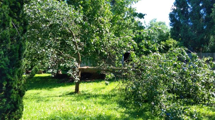 Zlomený strom leží na trávníku mezi jinými rostlinami.