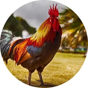Koloritní kohout stojí na trávníku s rozostřeným pozadím.