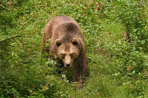 Brown bear walking in grass