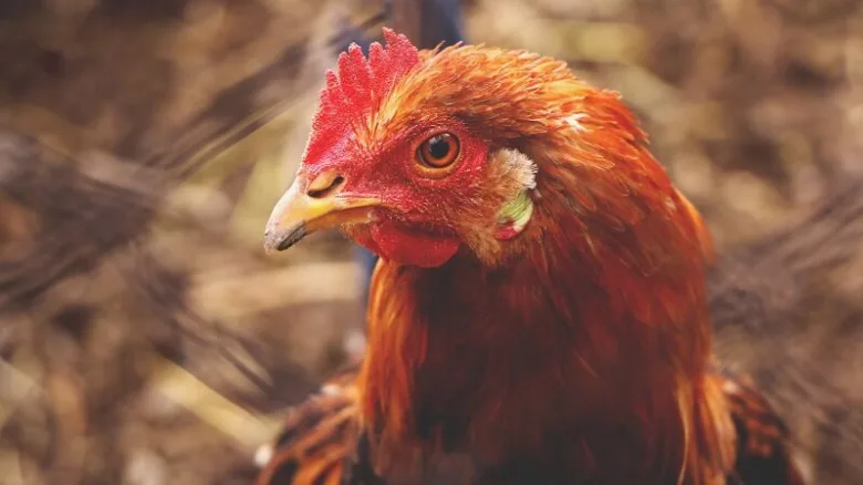 Blízky záběr na hlavu červeného kuřete s ostrým zaměřením.