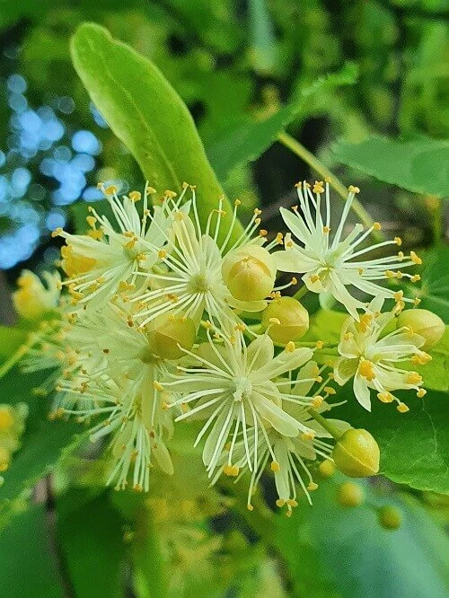 Linden flowers and buds