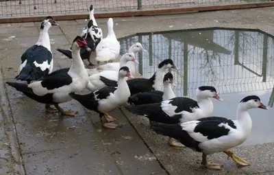 Skupina kachen muskovských s jedním mláďetem u bazénu.