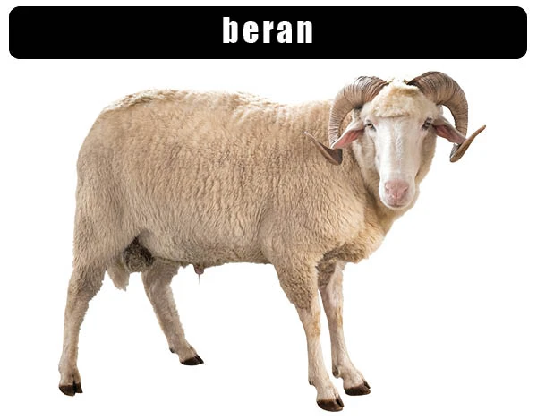 Fotografie berana s ohýbavými rohy na bílém pozadí.