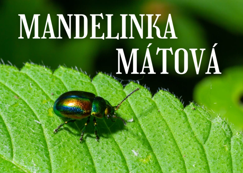 Zelený brouk mandelinka mátovej na listu mát.