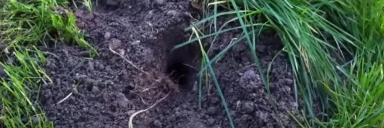 Výkop krtí nory v zemi mezi travou