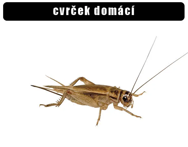 Fotografie domácího cvrčka na bílém pozadí.