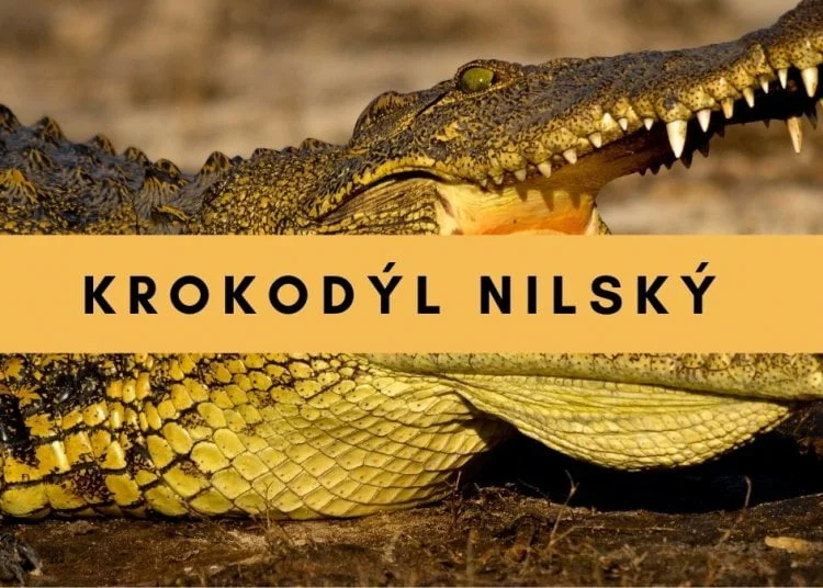 Hlava nilského krokodýla s otevřenou tlamou v přírodě.