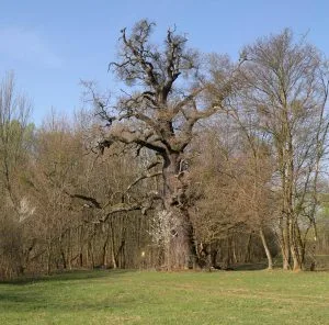 Starý dub na travnatém prostranství s jinými stromy v pozadí.