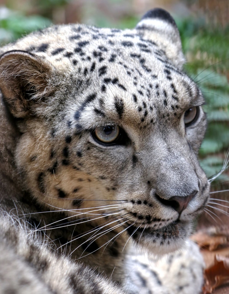 Blízky záběr hlavy sněžného leoparda s tmavými skvrnami na srsti.