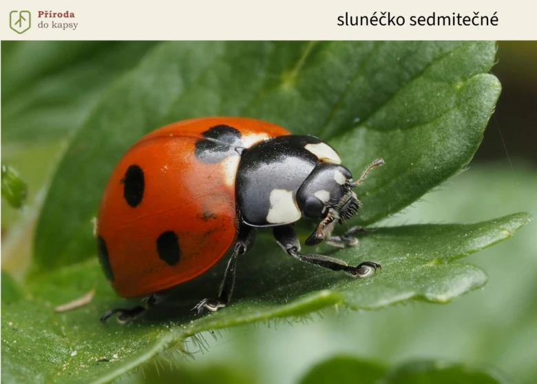 Sedmitečné sluníčko sedmibodé na zeleném listu.
