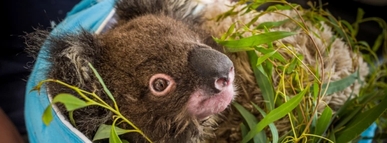 Mladý koala s listy eukalyptu v modré nádobě.