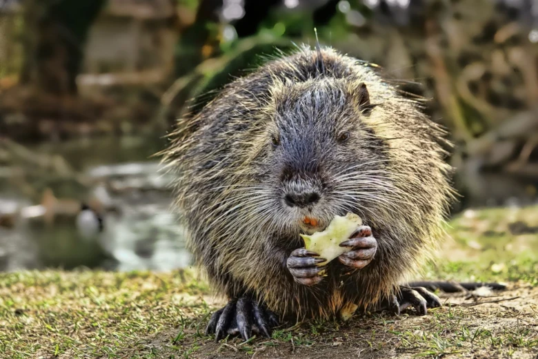 Nutrie jí listovou zeleninu na trávě u vody.