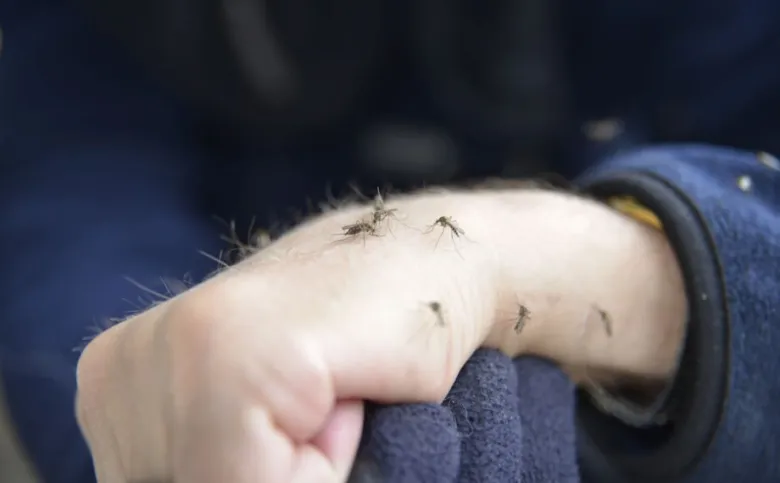 Komáři nasávají krev z lidského předloktí.