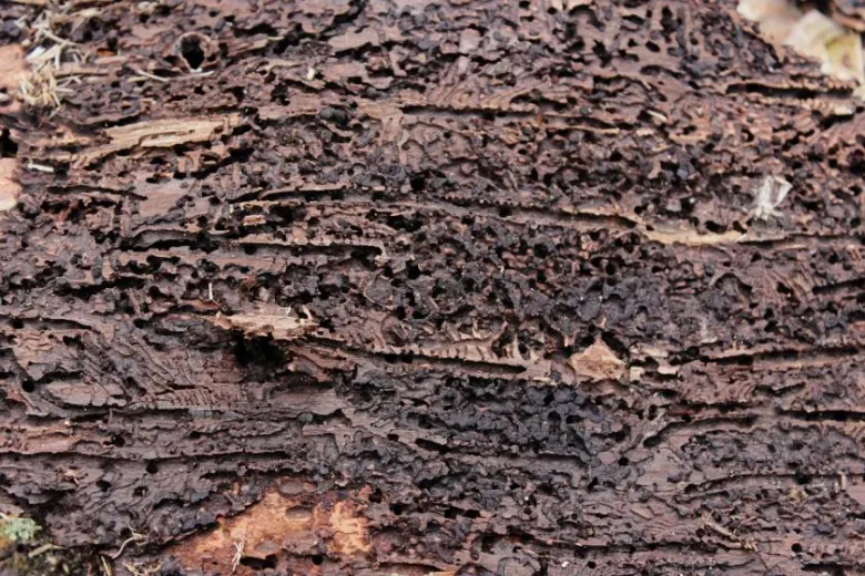 Bark beetle damage on wood