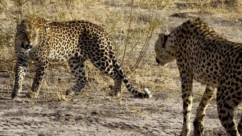 Leopard a gepard vedle sebe v suché krajině.