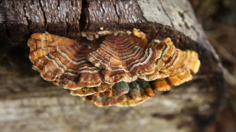 Polypore fungus on log