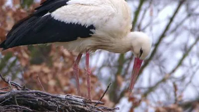 Bílý čápi v hnízdě připravený k snesení vajec.