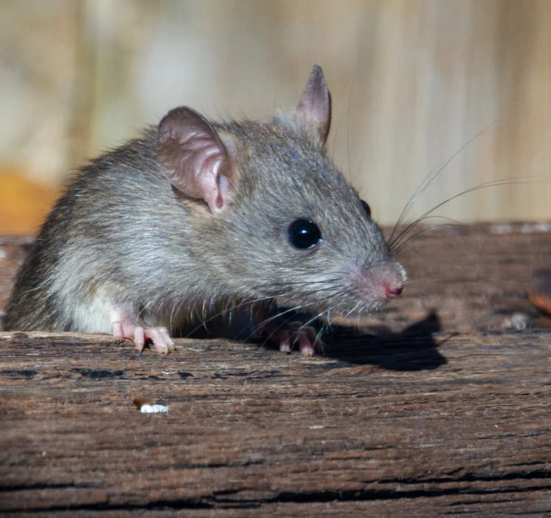 Mouse on wood