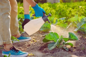 Osoba v rukavicích postřikuje zeleninu pesticidem ručním rozprašovačem.